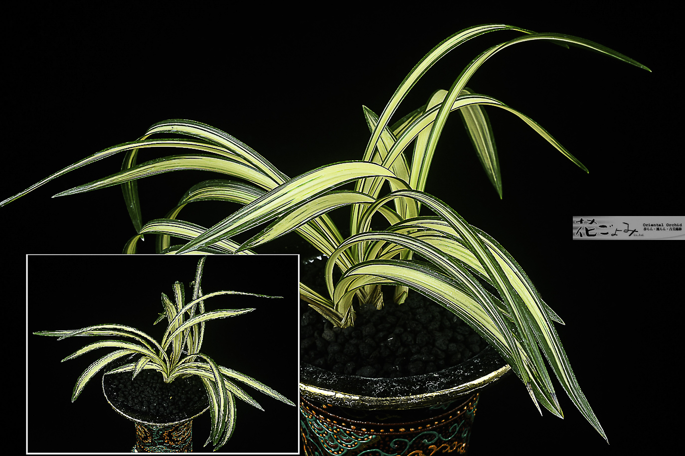 最上木・日本春蘭・中型中透【百華宝】 - 東洋蘭専門店 花ごよみ