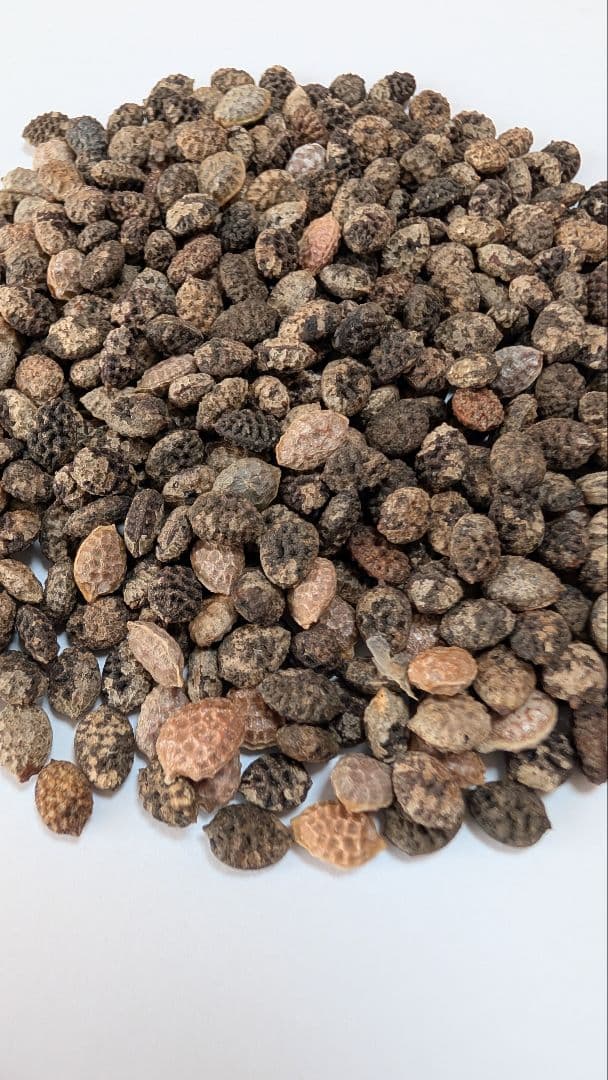 1月新着種子 アデニア ペチュエリー Adenia pechuelii 10粒 1月新着種子 アデニア ペチュエリー Adenia pechuelii 10粒 - 塊根植物