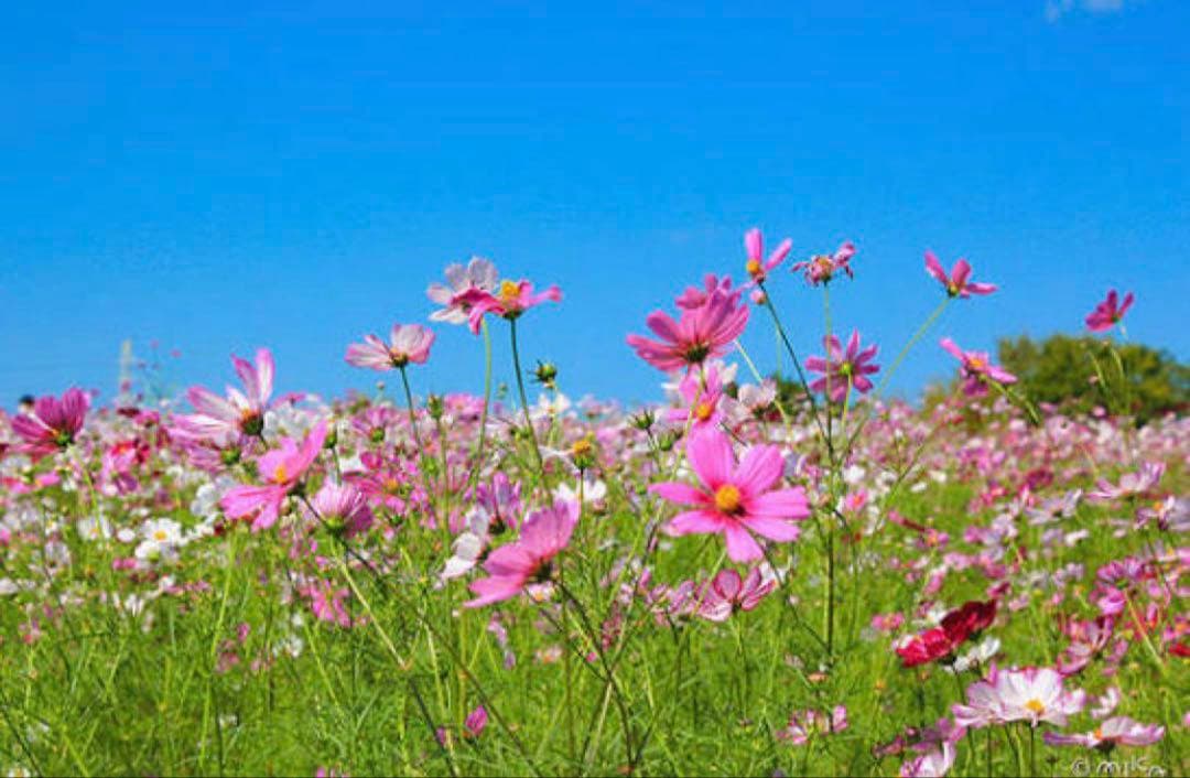 ブーブー専用 プッパプーポ スリーパー 6重ガーゼ | PUPPAPUPO公式 – PUPPAPUPO