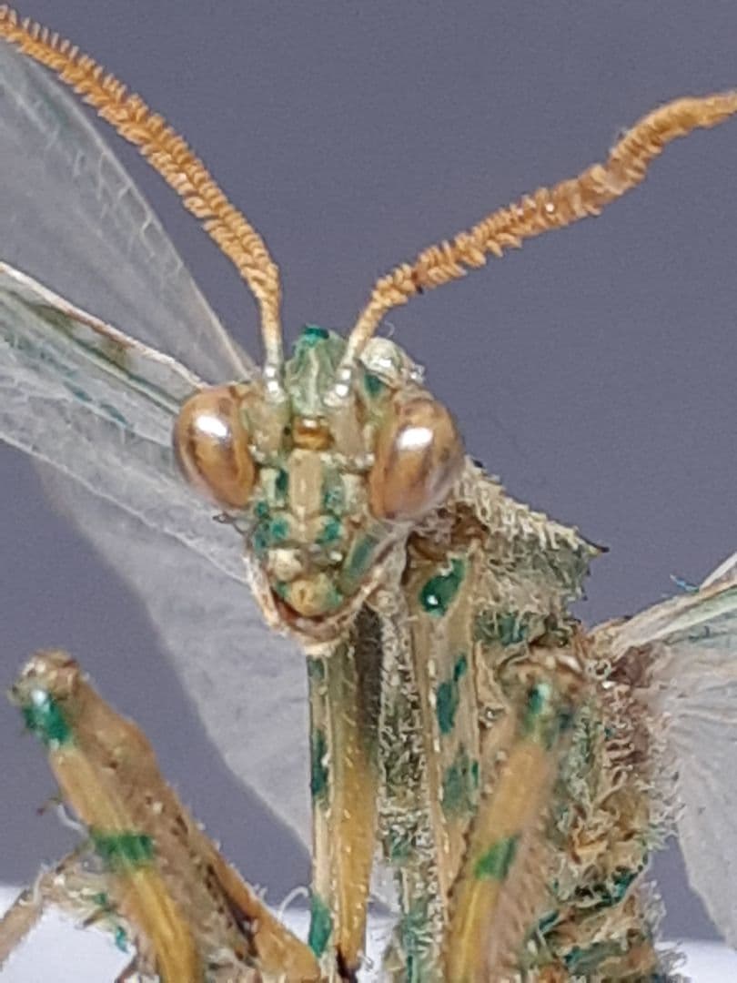 アザミカマキリ雄　立体標本 箕面で生体展示中のカマキリ⑧ アザミカマキリ幼虫 Blepharopsis